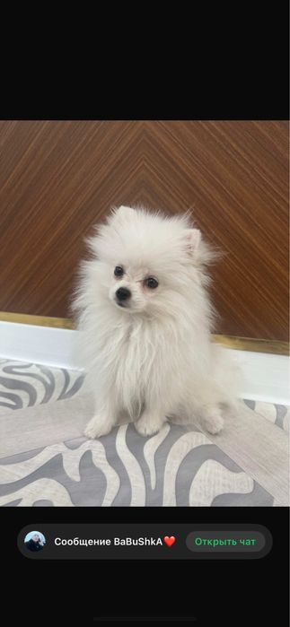 умный сабака,Хорошо