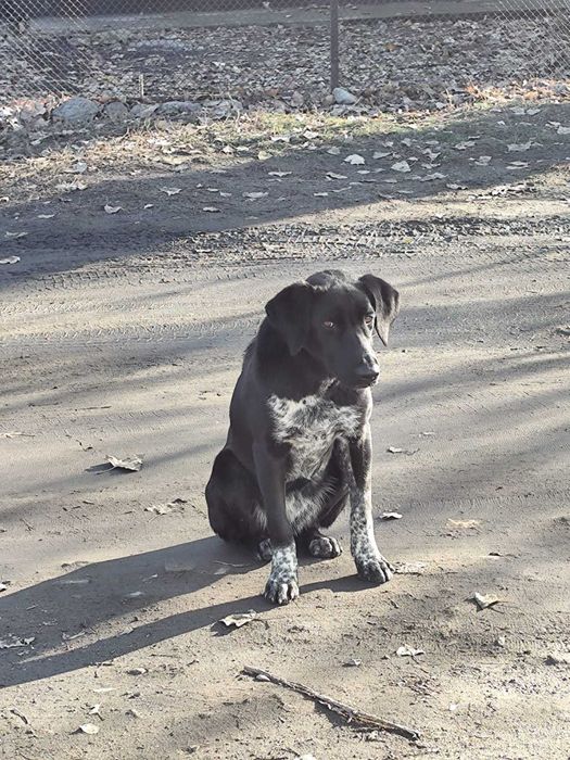 Охотничья собака