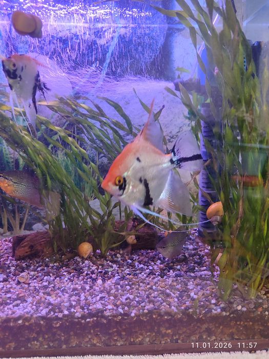 Продам аквариум 100.000 тыс.