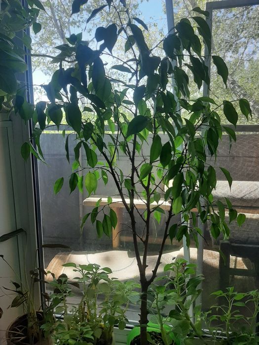 Продам фикус Бенджамина