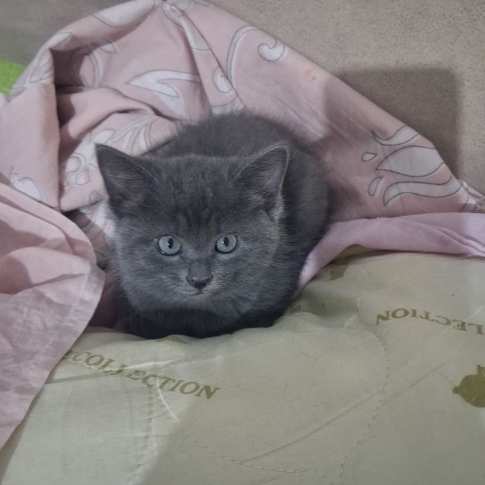 Бесплатно котята