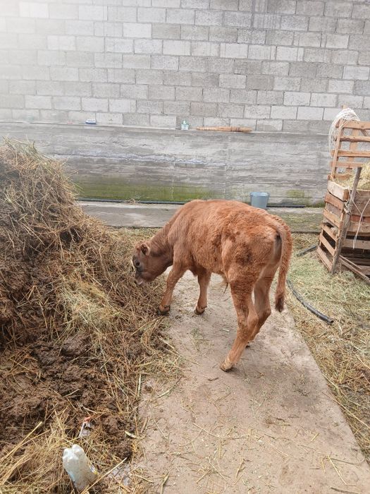 Продам доиную коров. С теленком