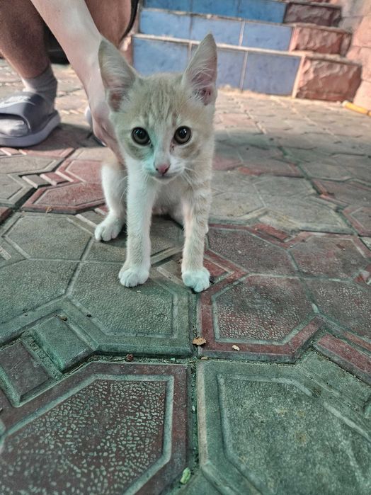 Отдадим котят - бесплатно.