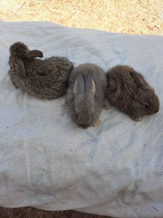 Куён купайтириб даромад килинг. Уйингизда пархез гушт бу Куён булсин.