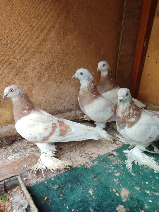 Продам голубей 2025 молодеж
