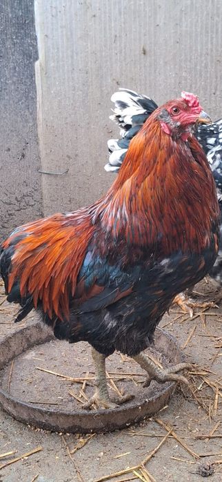 Cocoși  diferite rase