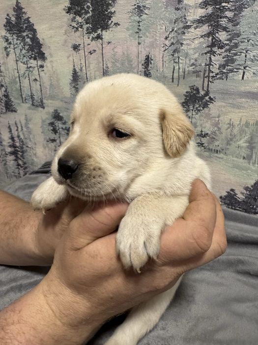 Продам лабрадоров