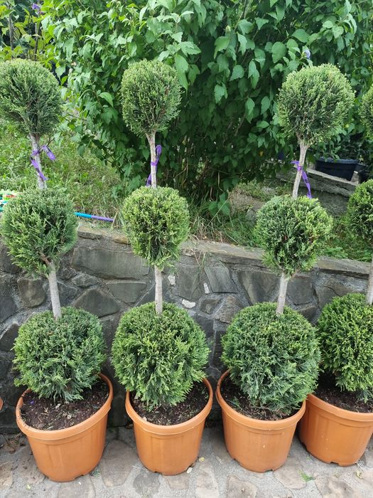 betula pendula youngii - catalpa bignonioides nana