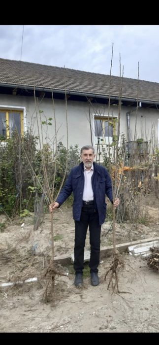 Cais Nuci Chandler Prun Mar Par Visin Kaki Rodiu Aronia > RO
