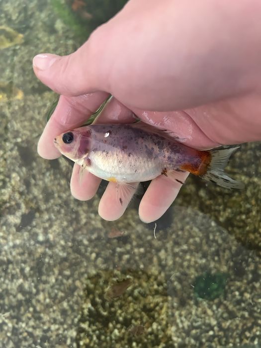 Продам карпа кои