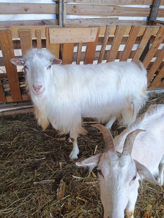 Iezi de vânzare pentru tăiat sau prăsilă din mame fff bune de lapte