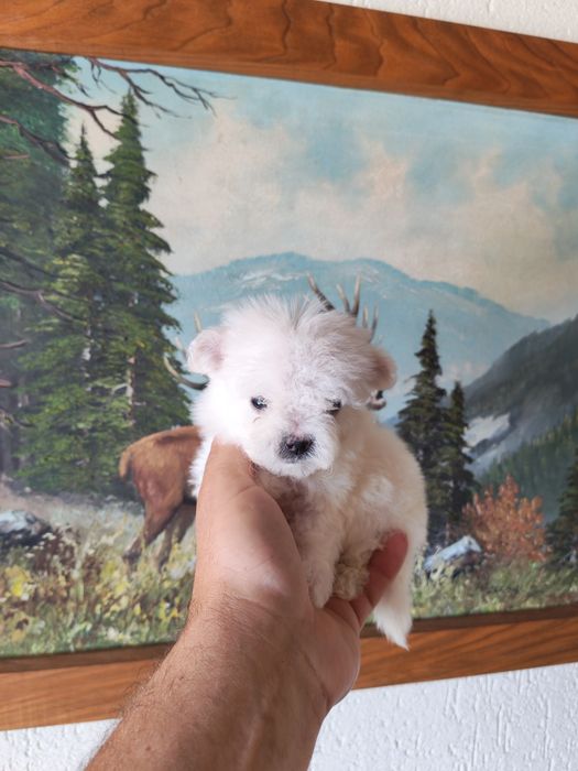 Bichon maltez talie mica disponibil