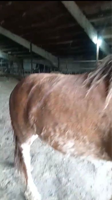 Продам жеребца полутяж