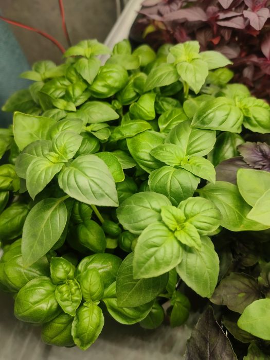 Горох микрозелень