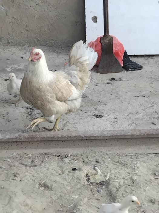 Жас тауықтар сатылады