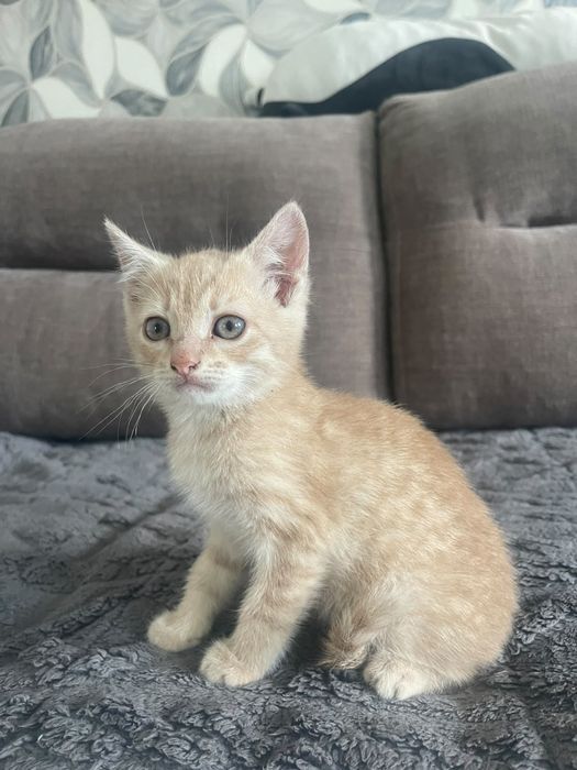 Отдам котят в добрые руки!