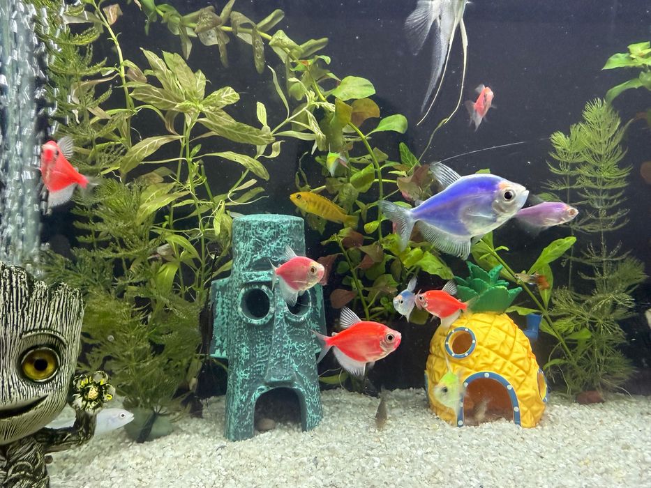 Рыбки, Аквариум