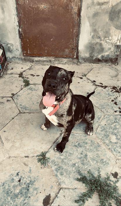 Щенок питбультерьера мерел