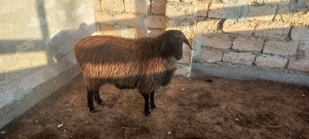 саулық қой сатылады