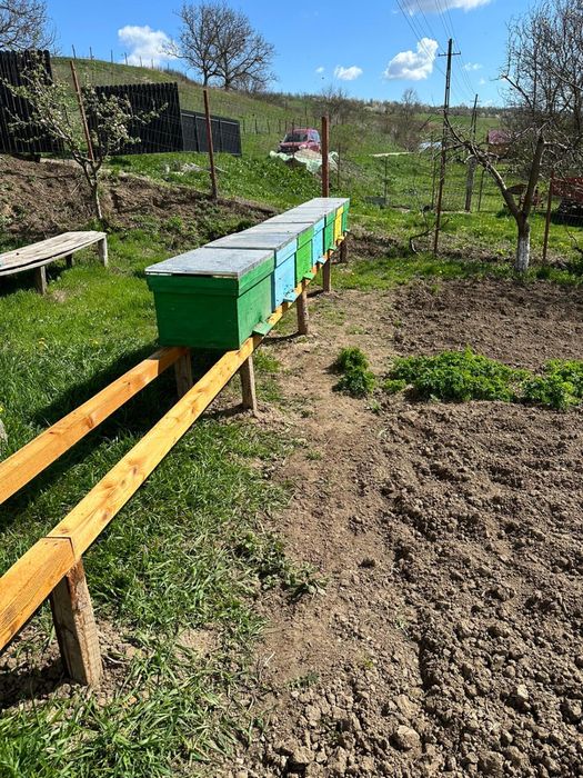 Schimb 10 lazi pe 20 de rame