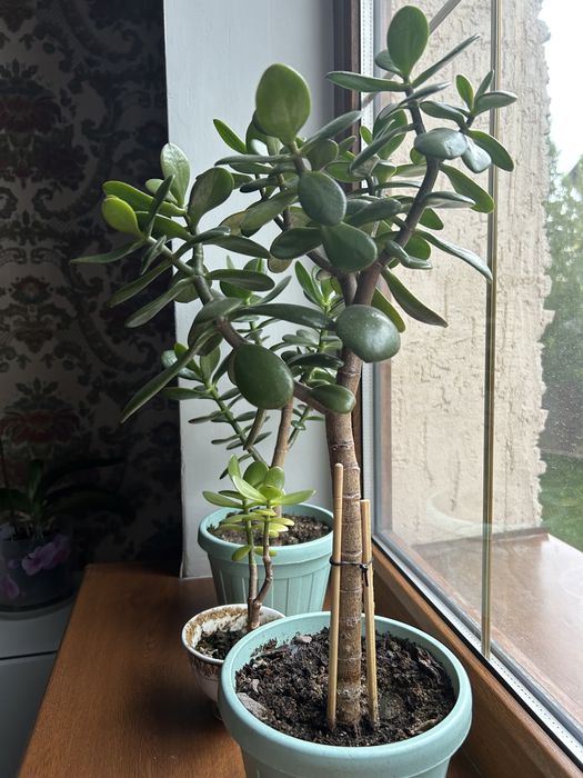 Денежное дерево