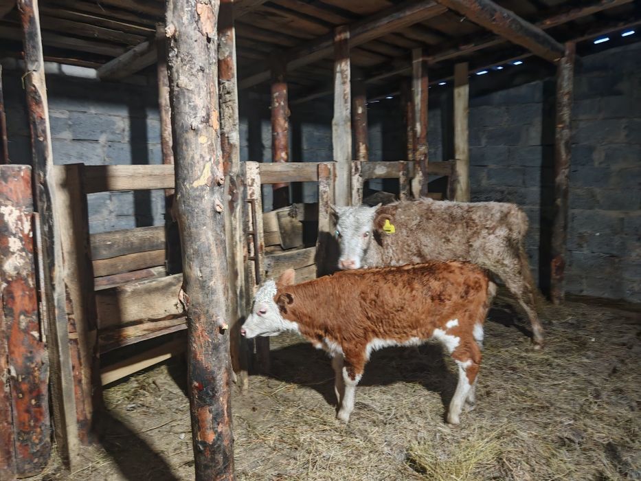 Сыйыр бызаумен, тайынша сатам