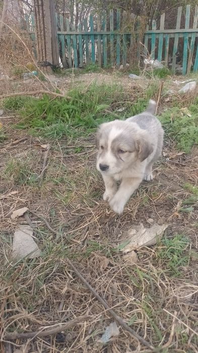 Пристраиваются классные щенята,девочки и мальчики