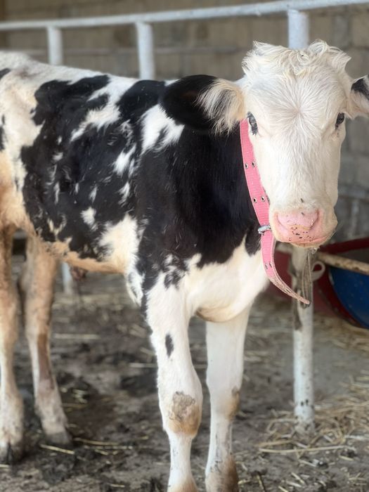 4oyliy buqacha sotiladi smentalga belginski gibrit