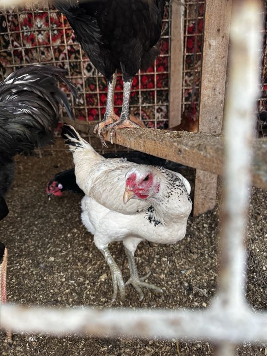 Арзон нархда Товуқлар сотилади