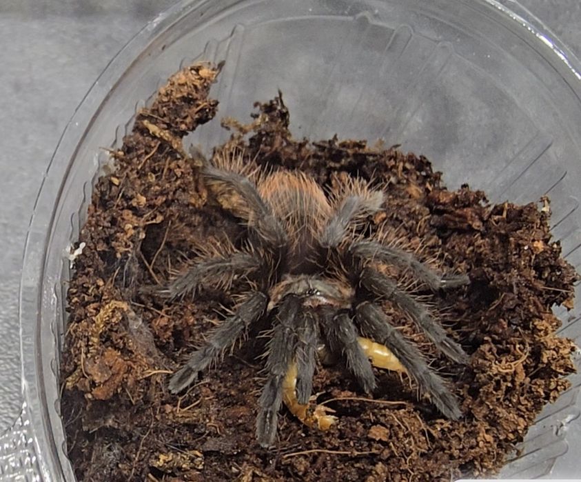 Тарантула      .