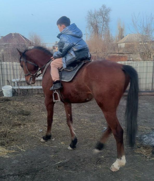 Полу кровь құнан сатылады