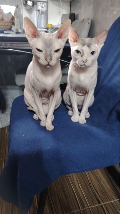 Продаю котят породы сфинкс