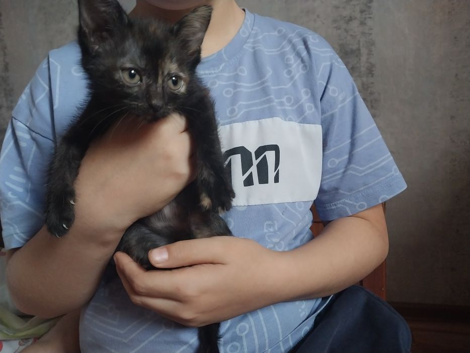 Отдам     котят.