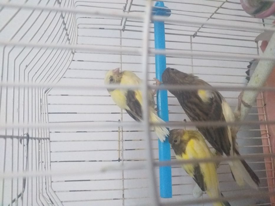 Канарейки поющие