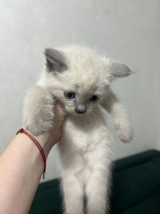 Котята и кошки в Алматы