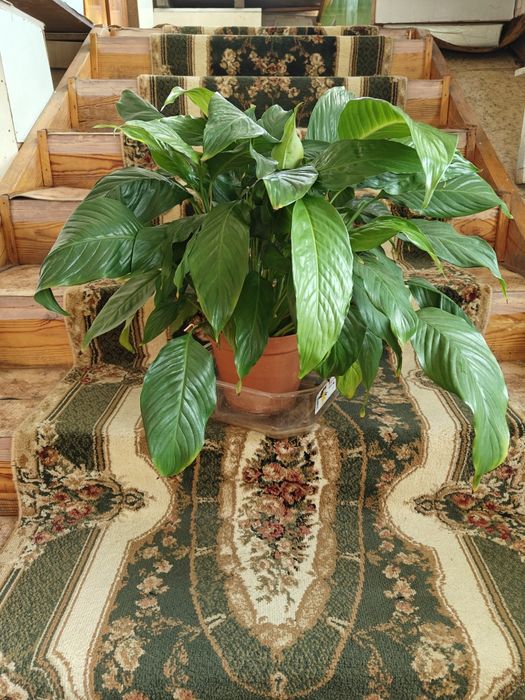 Спатифилум ( женское счастье)