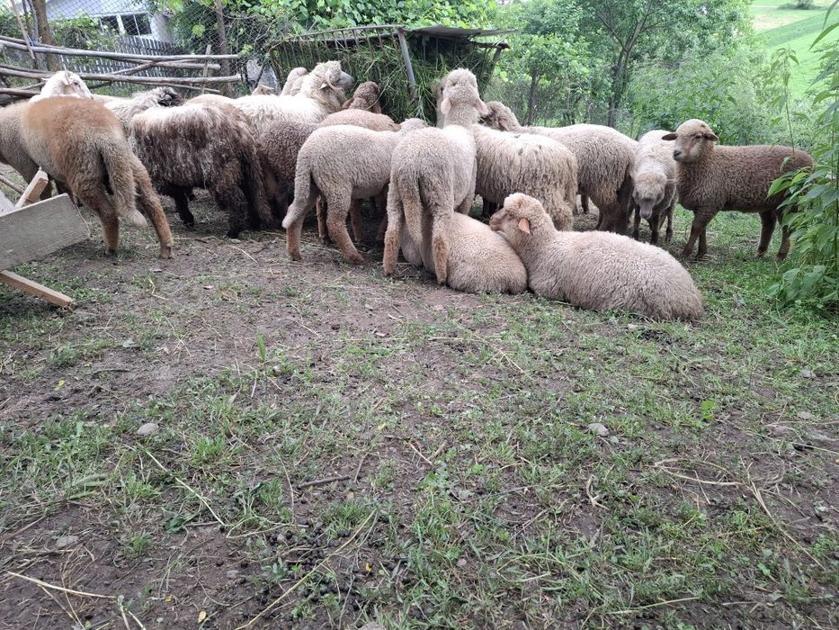 Berbecuți de la 15 kg la 30 kg în viu