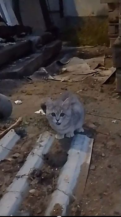 Кошечка в добрые руки