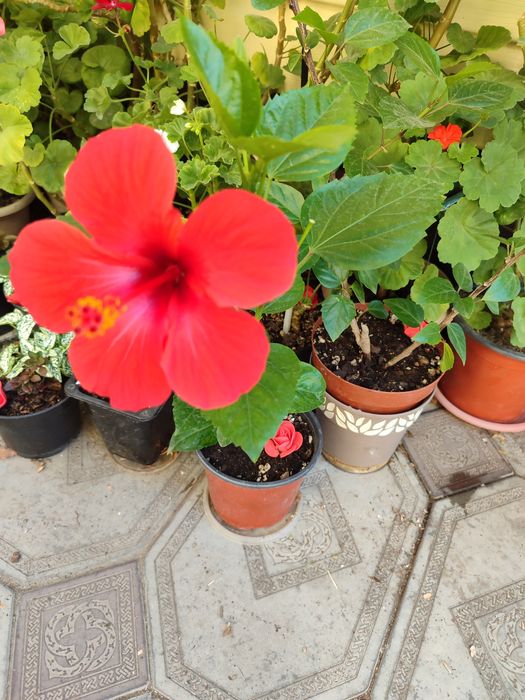 Цветы на подарок от 500 и выше