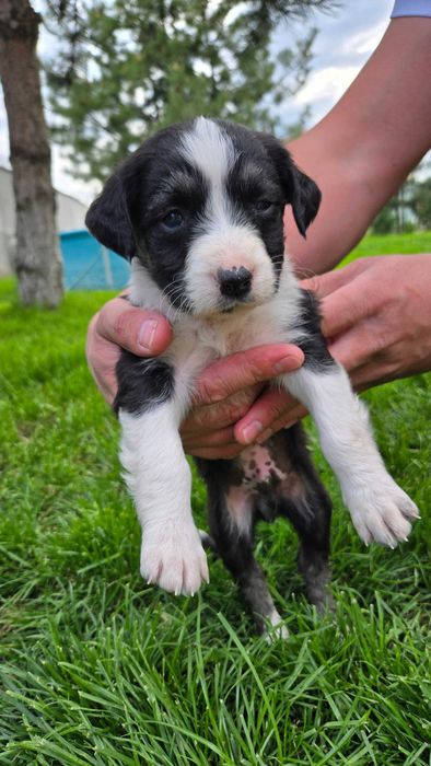 Подарявам кученца - пазачи за двор, размер на Кокер