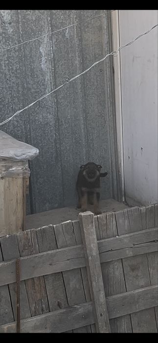 Немецкйй овчарка щенький