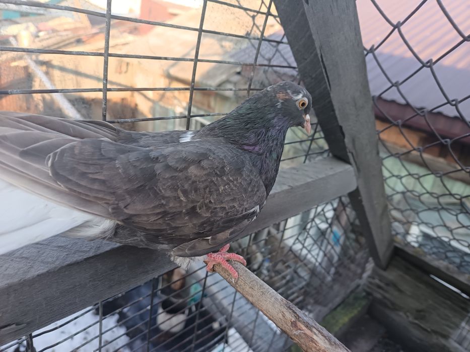 Голуби бабочки продам