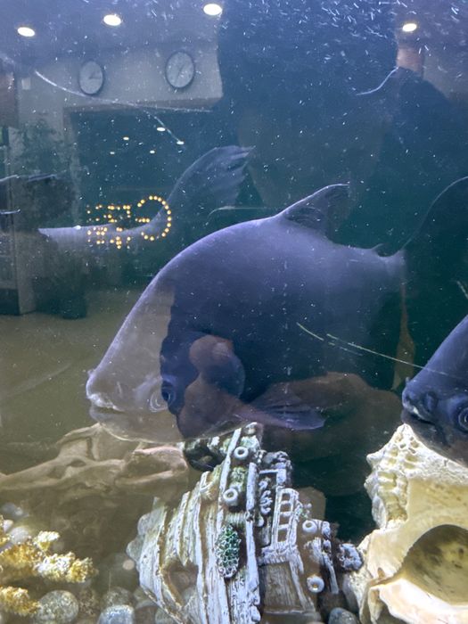 Рыбы пираньи, здоровые