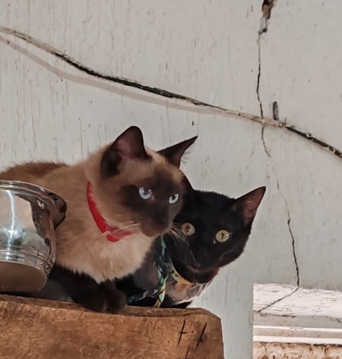 Молоденькая кошечка