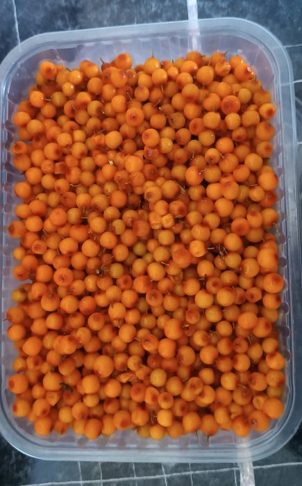 Продам облепиха замороженная