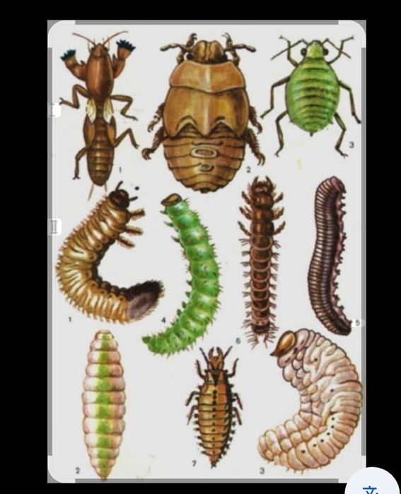 Уй ховлилар замда  мевали манзарали дарахтлар дорилаш