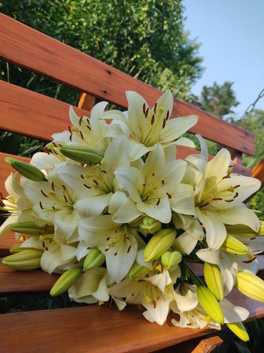 Дача автомобилист