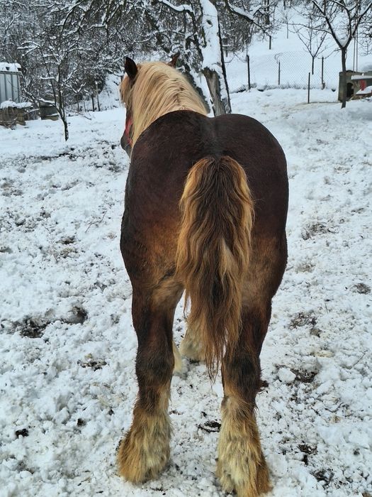 Armăsarii Ardenezii pentru reproductie