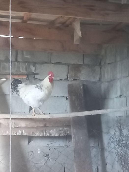 Продам петух домашний
