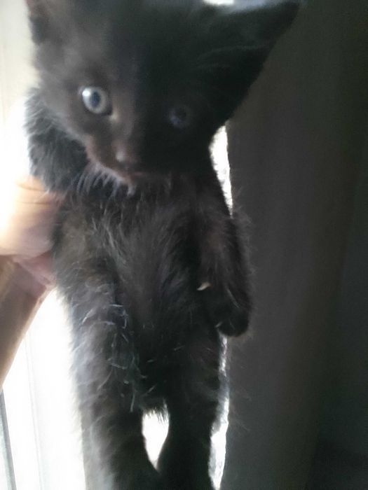 Отдам даром котят